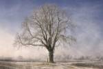 The Tree Fairy Tale by Philippe Sainte-Laudy