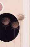 Three Dandelions on black circle by J. Parry