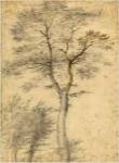 Three Studies of Trees by Fra Bartolommeo