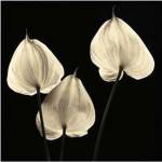 Three Tropicals by Michael Harrison