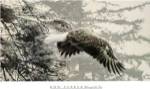 Through the Firs by Ron Parker