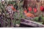 Thrush by Al Dornish