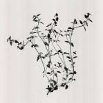 Thyme by Nina Farrell