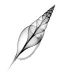 Tibia, Martin's X-Ray by Bert Myers