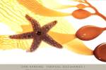 Tidepool Discoveries I by Dan Harding
