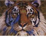 Tiger by Robert Tate