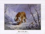 Tiger in the Snow by Elvira Duran