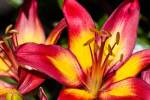Tiger lily flowers by Panoramic Images