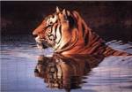 Tiger Reflection by Robert Cushman Hayes