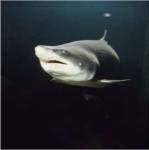 Tiger Shark