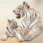 Tigres Blancs, Mere Et Fille