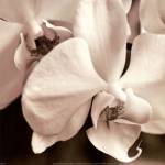 Timeless Love I by Jennifer Broussard