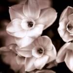 Timeless Love II by Jennifer Broussard