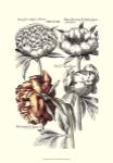 Tinted Floral I by Basilius Besler