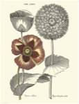 Tinted Floral II by Basilius Besler