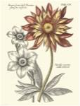 Tinted Floral III by Basilius Besler