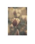 Tinted Tulips II by Thea Schrack