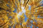Towering Aspens by Darren White Photography