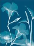 Transparent Flora 14 by Albert Koetsier