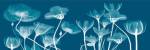 Transparent Flora B by Albert Koetsier