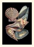 Treasures of the Sea II by Ehret and Redoute