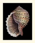 Treasures of the Sea IV by Ehret and Redoute