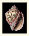 Treasures of the Sea V by Ehret and Redoute