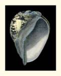 Treasures of the Sea VI by Ehret and Redoute