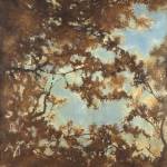 Tree Canopy by Liz Jardine