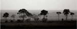 Tree Line by Jorge Llovet