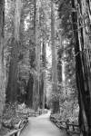 Tree Path I by Kathy Mansfield
