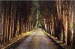 Tree Tunnel by Michael Cahill