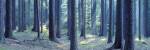 Trees in a forest, South Bohemia, Czech Republic by Panoramic Images