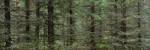 Trees in a forest, Spruce Forest, Joutseno, Finland by Panoramic Images