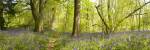 Trees in a forest, Thursford Wood, Norfolk, England by Panoramic Images
