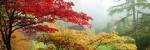 Trees in a garden, Butchart Gardens, Victoria, Vancouver Island, British Columbia, Canada by Panoramic Images