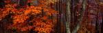 Trees in Forest, Great Smoky Mountains National Park, North Carolina by Panoramic Images