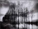 Trees in Normandy by Bill Philip