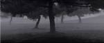 Trees In The Fog by Richard Calvo