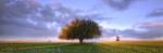 Treescape by Wayne Bradbury Photography