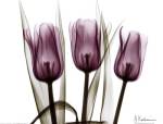 Trio of Tulips I by Albert Koetsier