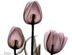 Trio of Tulips II by Albert Koetsier