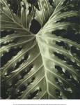 Tropica I by Boyce Watt