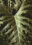 Tropica I by Boyce Watt