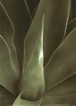 Tropica III by Boyce Watt