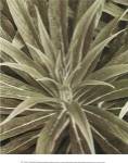 Tropica IV by Boyce Watt