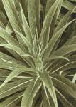 Tropica IV by Boyce Watt