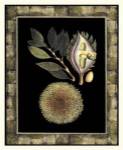 Tropical Bounty III by Vision Studios