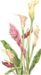 Tropical Bouquet II by Pamela Shirley