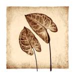 Tropical Caladiums by Michael Mandolfo